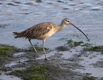 Long billed Curlew