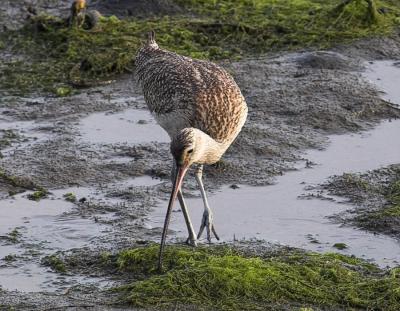 Long billed Curlew