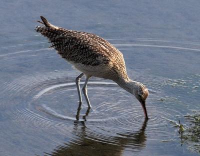 Long billed Curlew