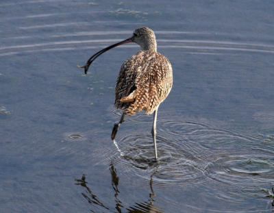 Long billed Curlew