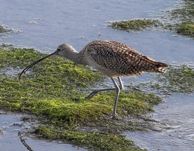 Long billed Curlew