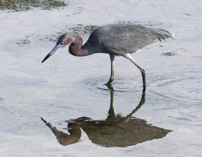 Little Blue Heron