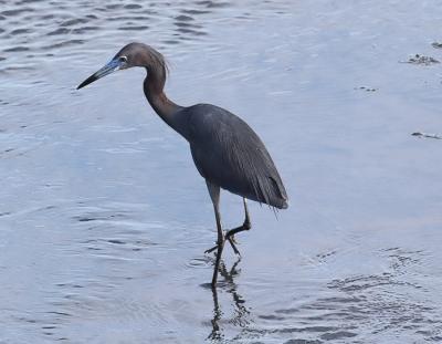 Little Blue Heron