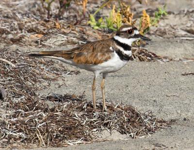 Killdeer