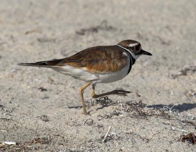 Killdeer