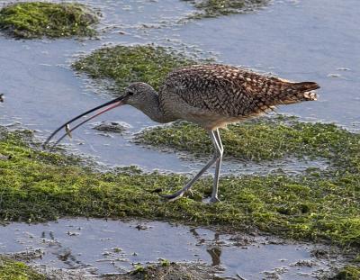 Long billed Curlew