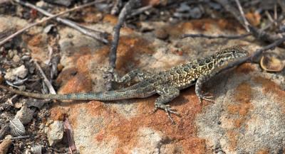 Southern California  Side-blotch Lizard (Uta stansburiana hesperis)