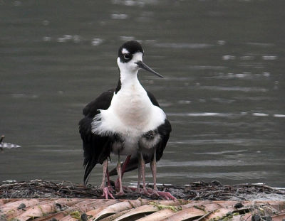 Black-necked Stilt - with chicks