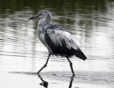 Little Blue Heron - immature