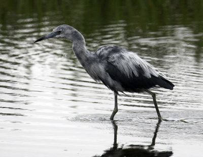 Little Blue Heron - immature