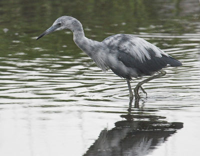 Little Blue Heron - immature