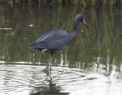 little-blue-heron12.jpg
