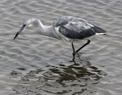 Little Blue Heron - immature
