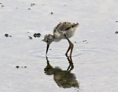 Black-necked Stilt