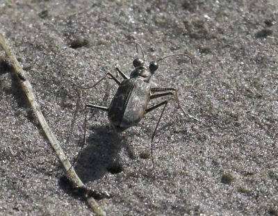 Mudflat Tiger Beetle   (Cicindela trifasciata sigmoidea)