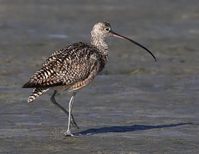 Long billed Curlew