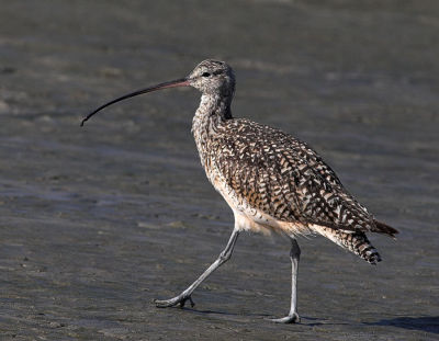 Long billed Curlew