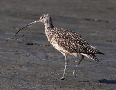 Long billed Curlew