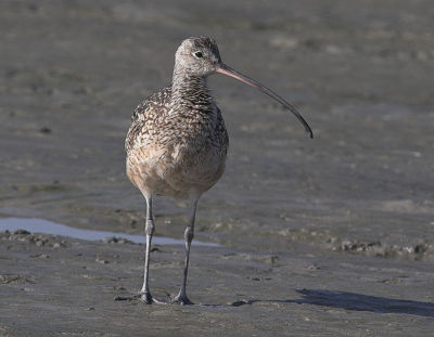 Long billed Curlew