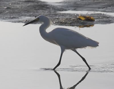 Snowy Egret
