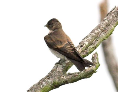 Northern Rough-winged Swallow