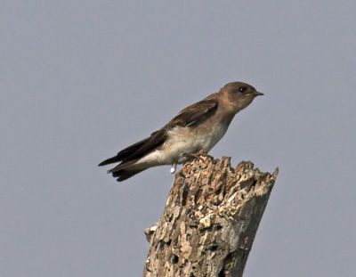 Northern Rough-winged Swallow