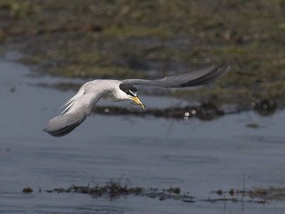 Forsters Tern