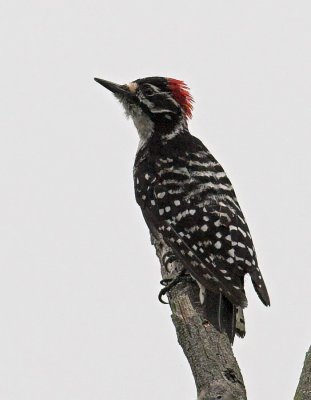Nuttalls Woodpecker - male