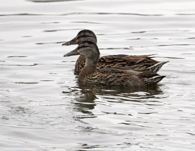 Mallard Ducks - adult female (behind) and Juvenile