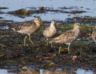 Short Billed Dowitcher