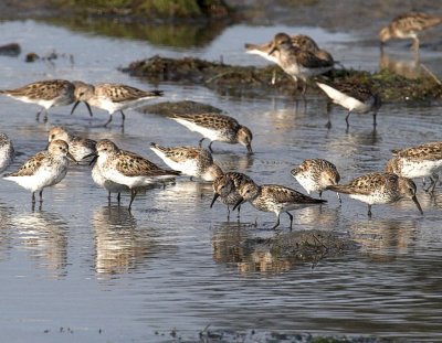 Western Sandpiper