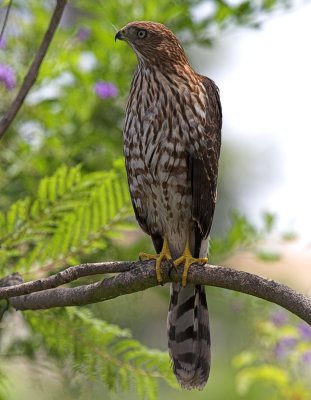Cooper's Hawk  Juvenile female