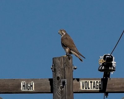 Prairie Falcon