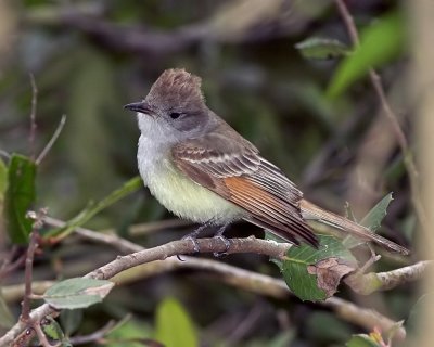 Ash-throated Flycatcher