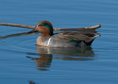 Green-winged Teal