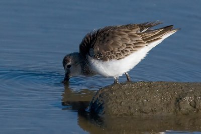 Western Sandpiper
