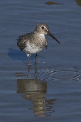 Western Sandpiper