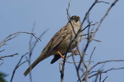 Golden-crowned Sparrow