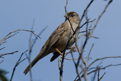 Golden-crowned Sparrow