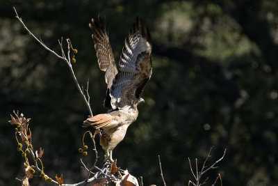 Red-tailed Hawk