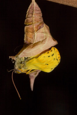 Cloudless sulphur butterfly - unsuccessfully trying to emerge