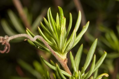 California Buckwheat ( Eriogonum fasciculatum foliolosum )