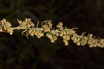 Coastal Sagebrush (Artemisia californica)