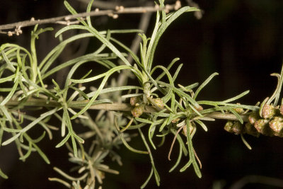 California Sagebrush ( Artemisia californica)