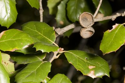 Coast Live Oak ( Quercus agrifolia)