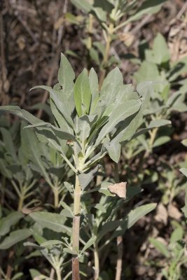 White Sage (Salvia apiana)