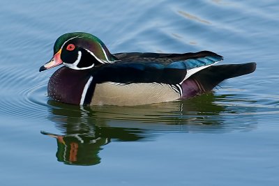 Wood Duck