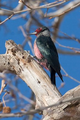 Lewis's Woodpecker - male Adult