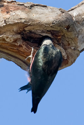Lewis's Woodpecker - male Adult