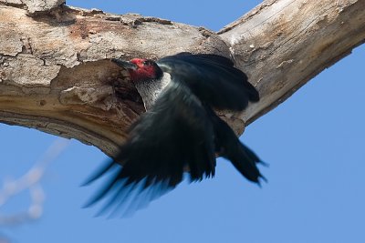 Lewiss Woodpecker - male Adult